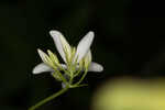 Largeleaf rose gentian